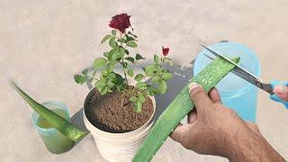 100 % Natural and effective liquid fertilizer for any plants | Best organic fertilizer