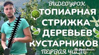 Видеоурок: Топиарная стрижка деревьев (часть 1) Видеокурс: «Обрезка деревьев и кустарников»