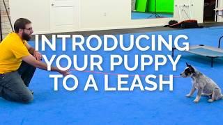 Get ANY PUPPY to Walk POLITELY on a Leash!