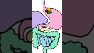 Digestive system #allthingsls #tutormels #sciencemadeeasy #loveforknowledge #shorts #shortvideo