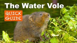 The Water Vole - A Quick Guide