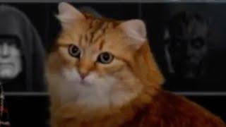 NEW YEAR'S CAT BREAKS STREAM!