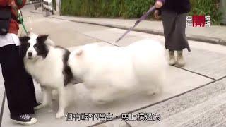 西摩犬被困天台半年 不擅溝通見狗就狂吠猛衝【煉狗術師S2 EP5-1】