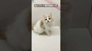 【子猫販売】#サイベリアン #出産 #猫動画 #ねこランド #春日部