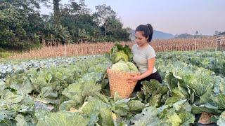 Harvest cabbage from the fields and bring it to the market to sell: daily life I Lý Tiểu Uyên