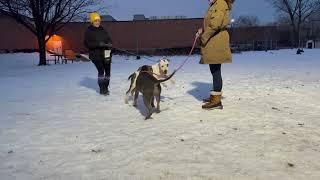 Roxy & Mimic leash test