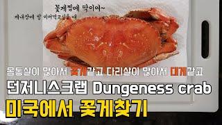 미국 꽃게 코스트코 추천 대게 던지니스크랩 킹크랩 내장 볶음밥 손질 하는 먹는 방법 Costco Dungeness crab how to clean