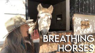 How using BREATH matters to your horse