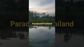 ParadiseNThailand