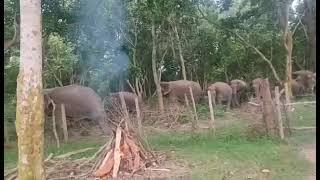 Wild Elephants in the Jungle of Nepal. #Save Elephants.