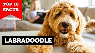 Labradoodle - Top 10 Facts