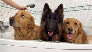 My Dogs Get A Spa Day Bath At Home | What Can Go Wrong?