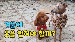 강아지도 겨울에 옷을 입혀야 할까?