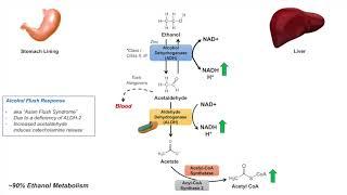 Ethanol Absorption and Metabolism | Alcohol Metabolism Pathway