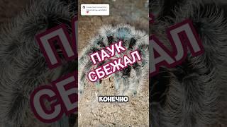 ПАУК СБЕЖАЛ #паук#птицеед#паучки#рептилии #животные #reptiles #вмиреживотных #домашниепитомцы