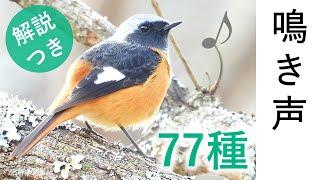 (SUB) Singing Birds - 77 species in Japan - Species names are shown in the subtitles / video for cat