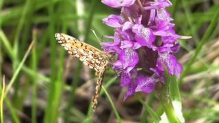 Small pearl-bordered Fritillary.