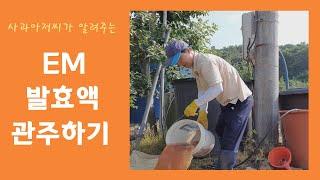 맛있는 청송사과를 위한 EM 발효액 관주하기 by 사과아저씨