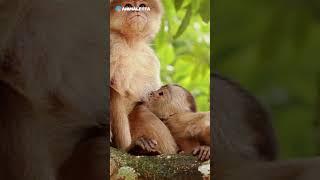 So Cute  Mother Monkey Breastfeeding Her Baby 