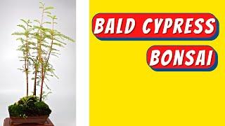 Bald Cypress Bonsai Tutorial | How to Take Cuttings & Add Fertilizer | 落羽松盆栽照顧