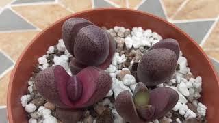 Spotlight: Pleiospilos nelii | split rock succulent | mesemb | my plant shop