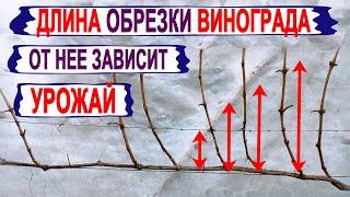  Как не ОШИБИТЬСЯ при выборе длины ОБРЕЗКИ ВИНОГРАДА. Обрезка длинная, средняя, короткая.