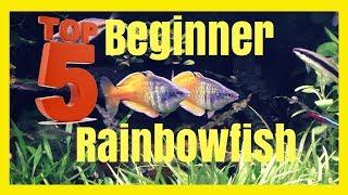 Top Five Beginner Rainbowfish - Excellent Community Fish