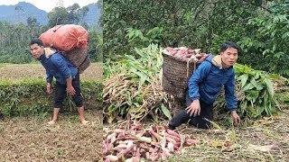 Harvest corn and build a dog house. Learn more about construction | Hoàng Văn Khe