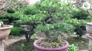 Tùng la hán (bonsai - giá 2 triệu) | Tư Tùng