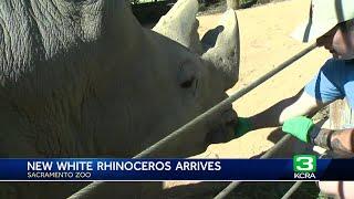 Sacramento Zoo welcomes 28-year-old white rhinoceros