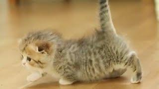 The Munchkin Baby Catwalk For Your Pure Happiness | Cute Dose | PAWS TUBE