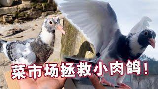 The story of the vegetable market rescuing a little pigeon that was about to be eaten 