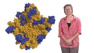 Rachel Green (Johns Hopkins U., HHMI) 1: Protein synthesis: a high fidelity molecular event