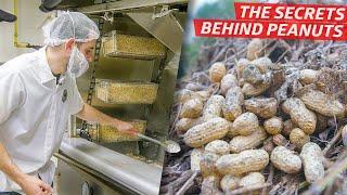 How a Top American Peanut Company Produces Millions of Nuts per Year — Dan Does