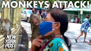 Monkey gangs are taking over Thailand amid coronavirus | New York Post