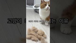 이게 하루만에 나온 털이라면 믿으시겠나요...........#고양이털 #고양이털갈이