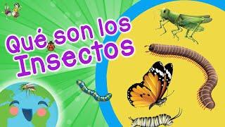 Qué son los Insectos: Tipos de Insectos (Videos Educativos para Niños)