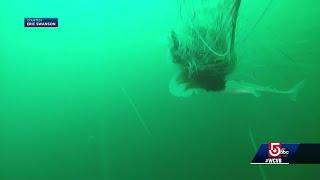 Mass. boater captures on camera very large lion's mane jellyfish