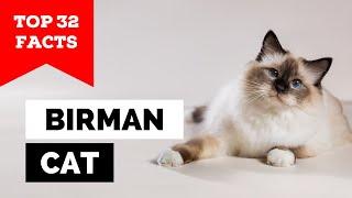 99% of Birman Cat Owners Don't Know This