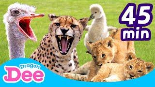 [FULL] Super Cute Animals Compilation  | Meerkat + | 45 Min | Animal Songs  | Dragon Dee for Kids