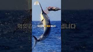 시속 110km로 날아오는 칼날 청새치