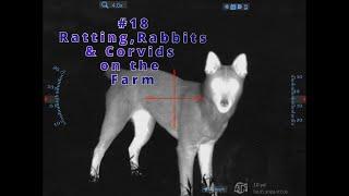 RATS, RABBITS & CORVIDS... Plus, the ATN Thermal, THOR 5 XD LRF 4-40X