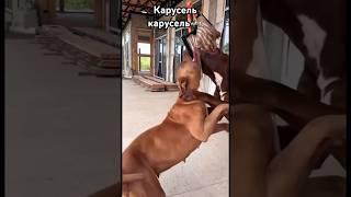 Карусель по питбульски! #pitbull #dogbreed #питбуль #edit #собаки #shorts  @DragonlifeAgop