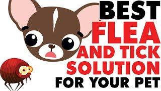 BEST Flea Treatment for Chihuahuas, ALL NATURAL TOO | Sweetie Pie Pets by Kelly Swift