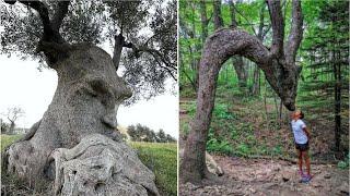 20 Most Unusual Trees in The World