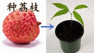 【小插曲】种荔枝，盆栽，从种子开始, How to grow lychee from seed