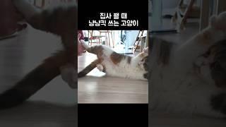발로 집사 까버리는 고양이