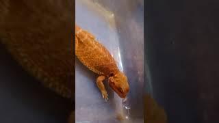 Bearded Dragon Charizard vs Crickets