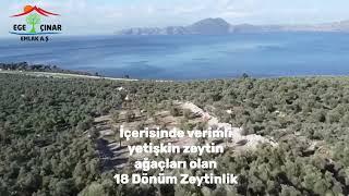 Fırsat Zeytinlik
