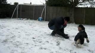 Basset Hound in the Snow